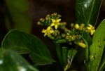 Psychotria capensis subsp. capensis var. capensis