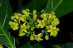 Psychotria capensis subsp. capensis var. capensis