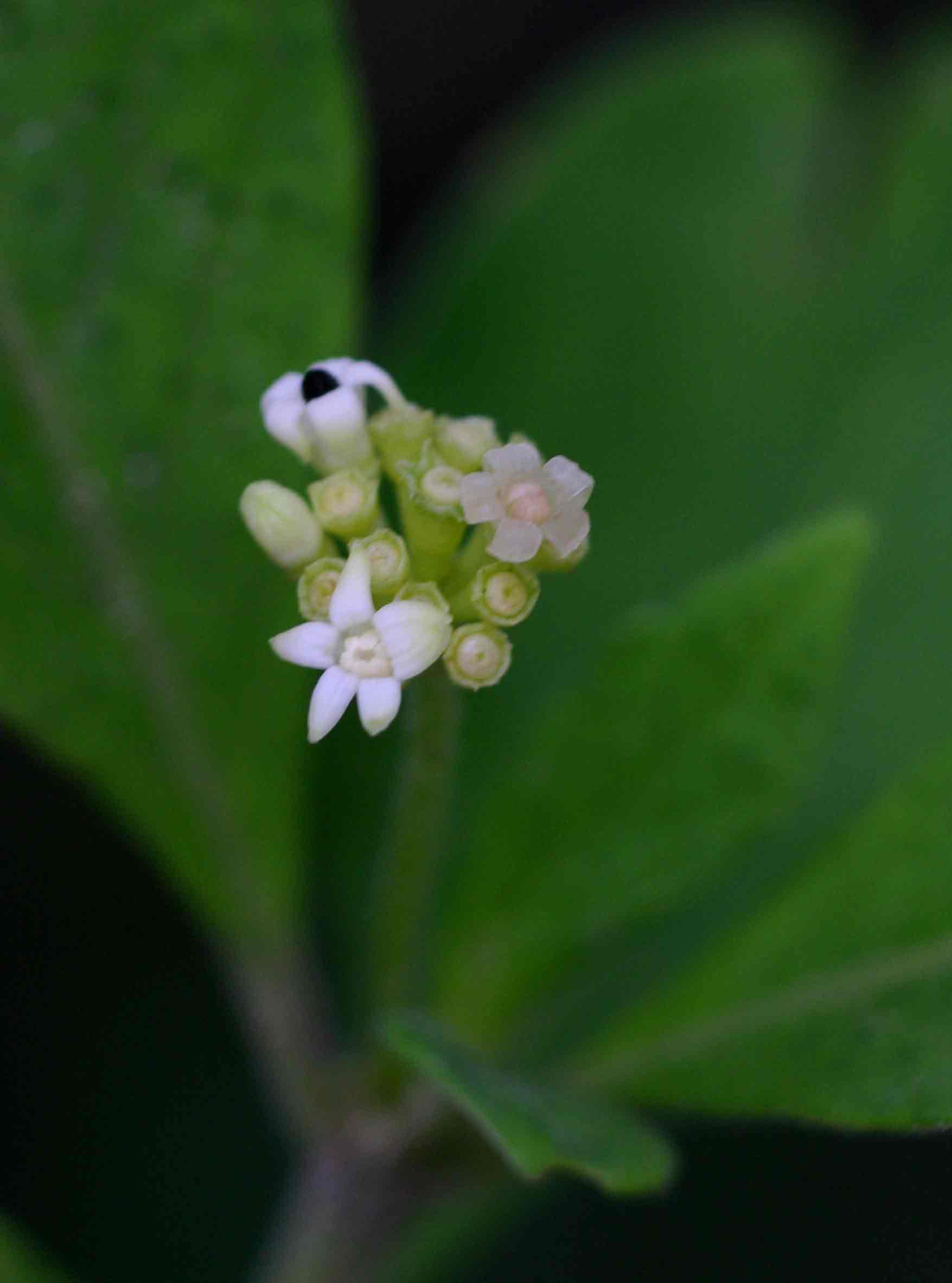 Psychotria kirkii
