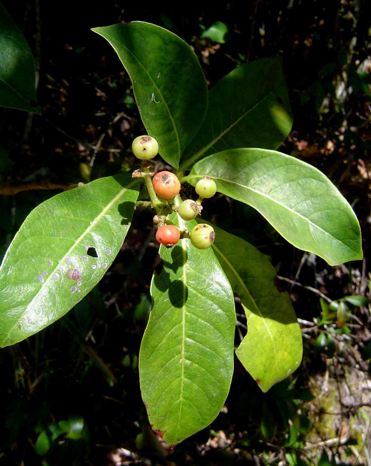 Psychotria mahonii