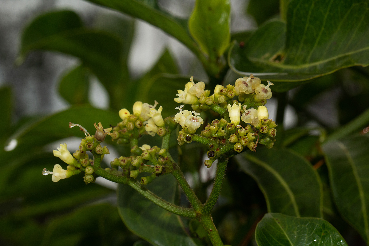 Psychotria mahonii