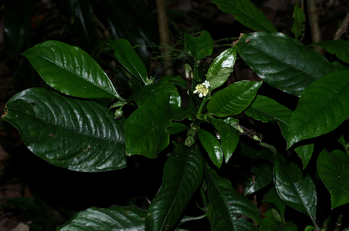Psychotria peduncularis var. angustibracteata