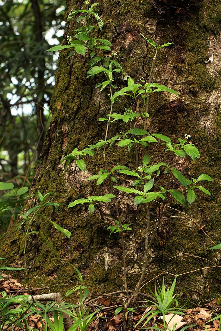 Psychotria pumila var. buzica Psychotria pumila var. buzica