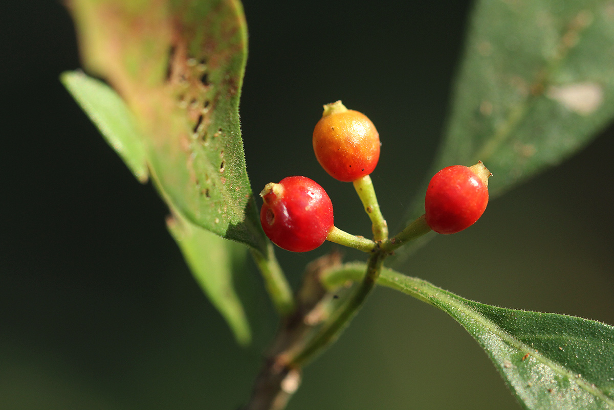 Psychotria pumila var. buzica