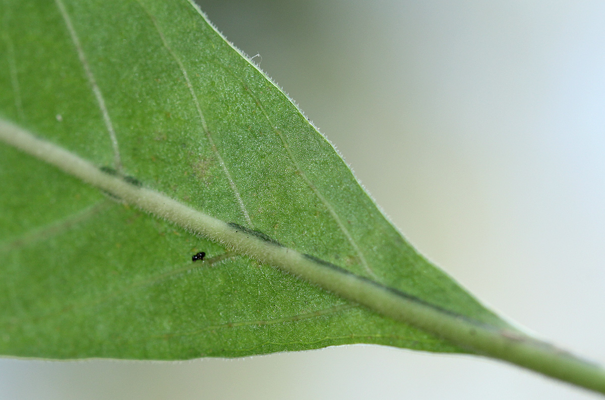 Psychotria pumila var. buzica