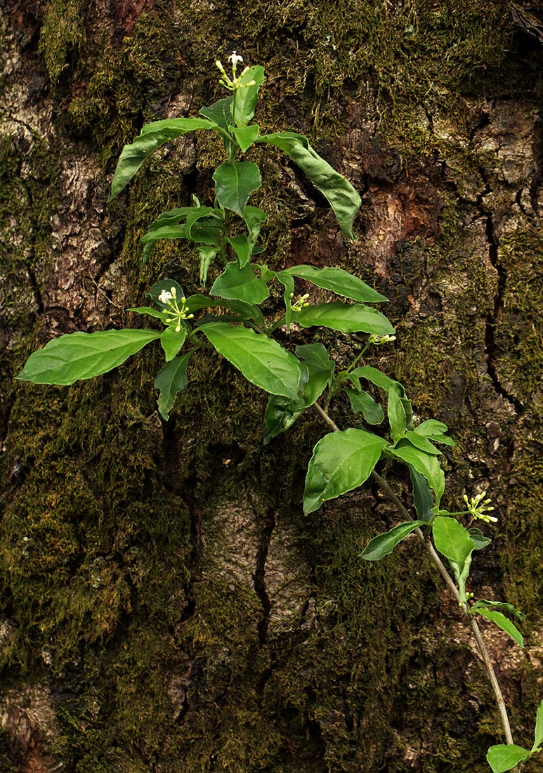 Psychotria pumila var. buzica