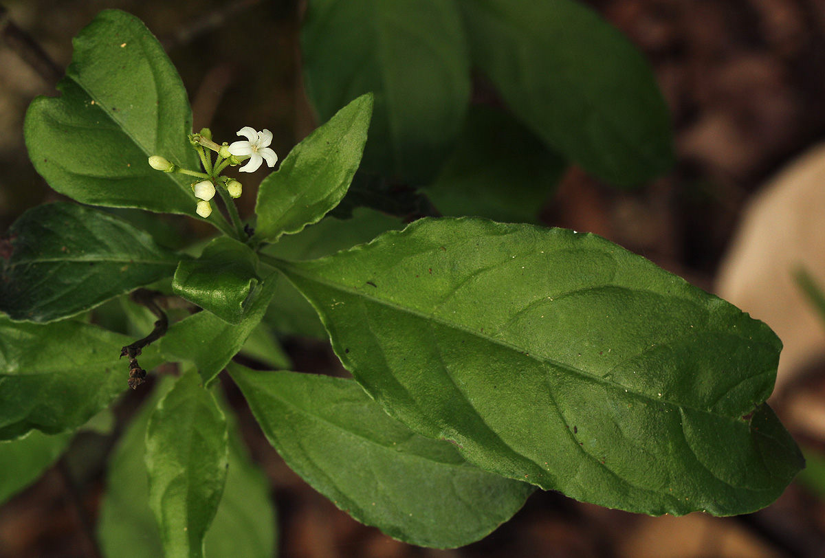 Psychotria pumila var. buzica