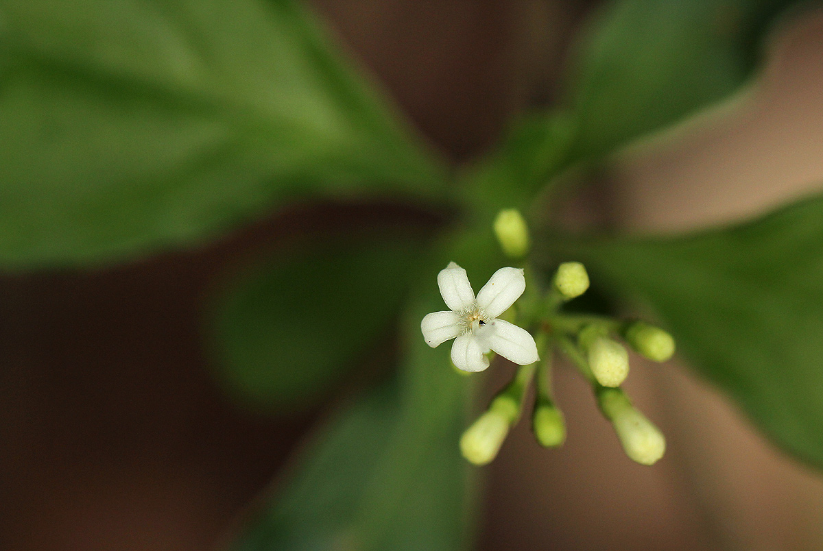 Psychotria pumila var. buzica