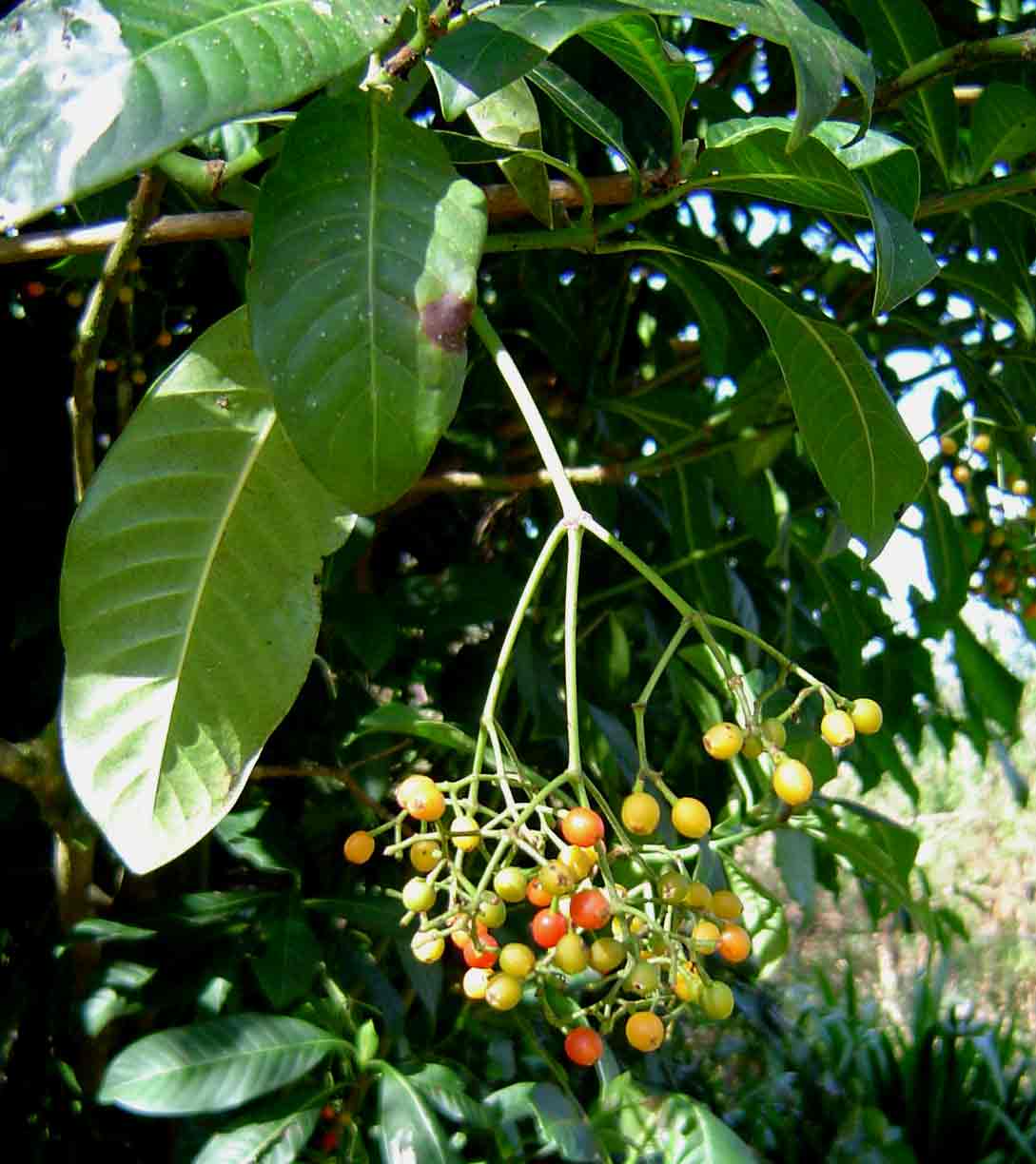 Psychotria zombamontana