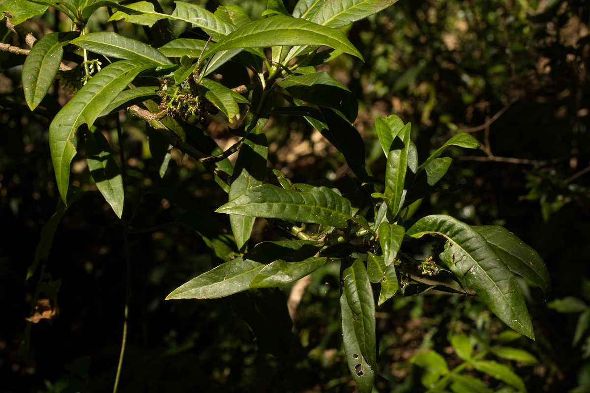 Psychotria zombamontana