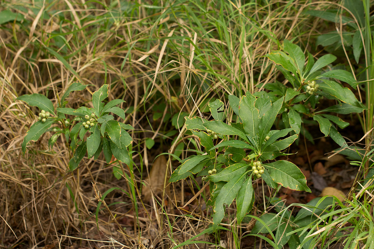Chazaliella abrupta var. abrupta
