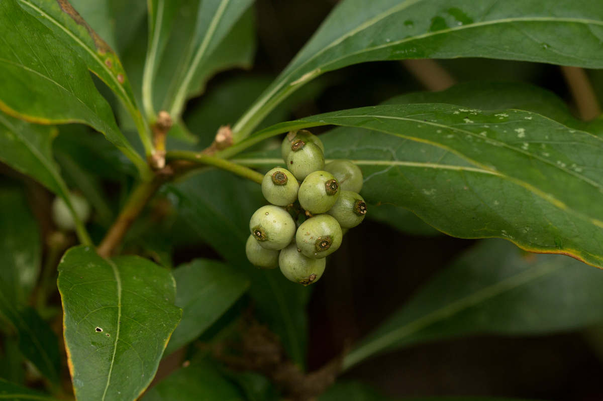 Chazaliella abrupta var. abrupta