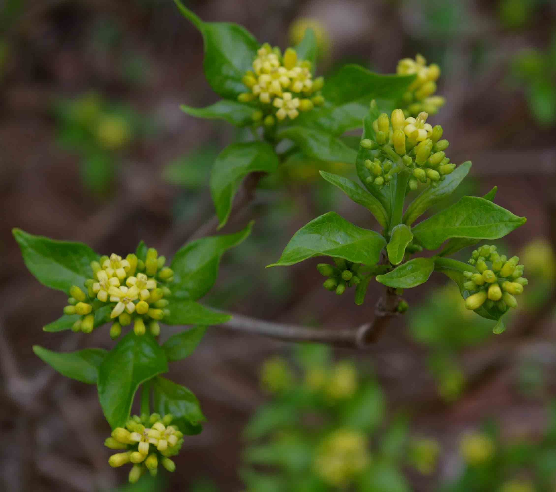 Chazaliella abrupta var. abrupta
