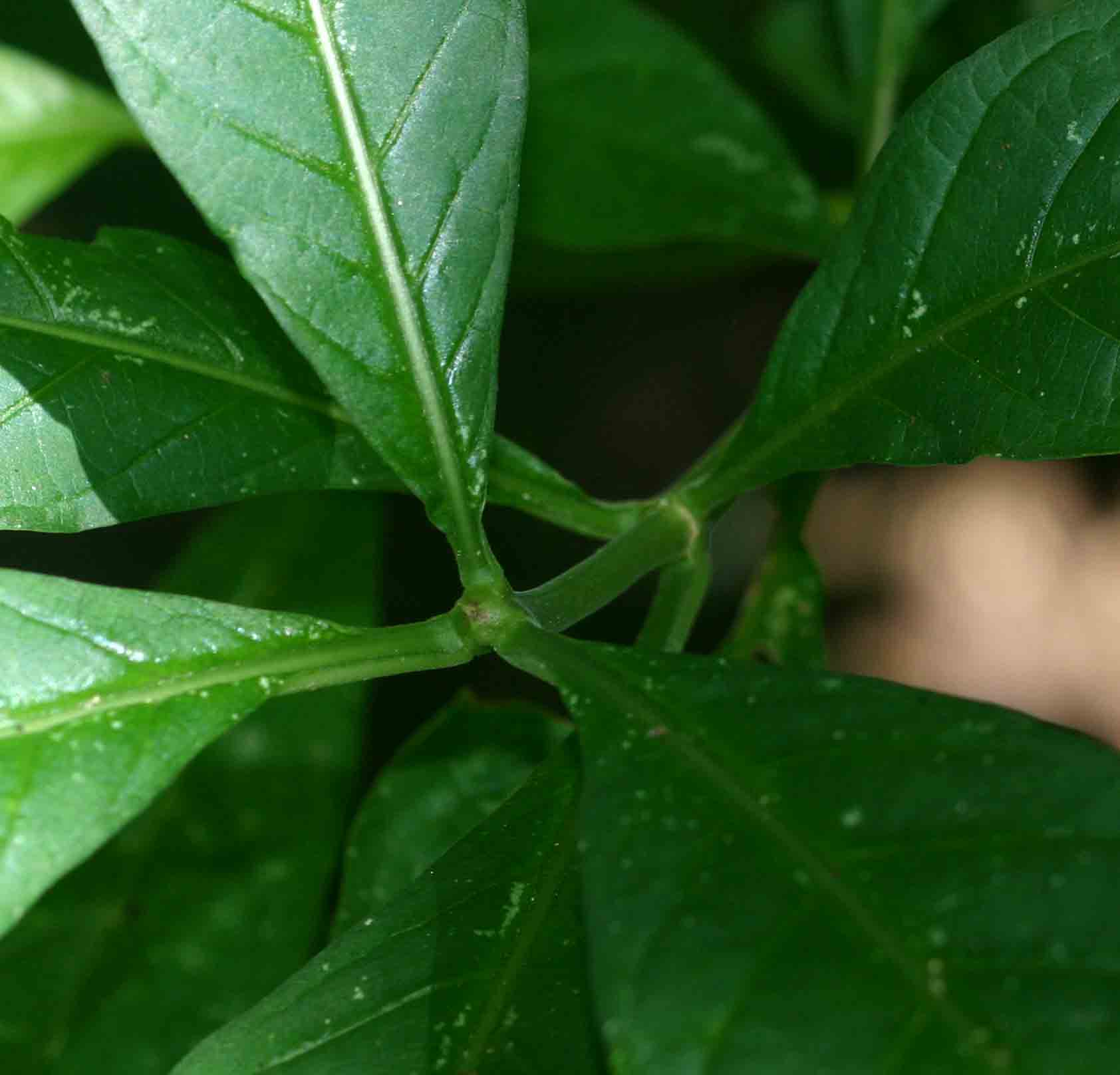 Chazaliella abrupta var. abrupta Chazaliella abrupta var. abrupta