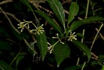 Chassalia parvifolia
