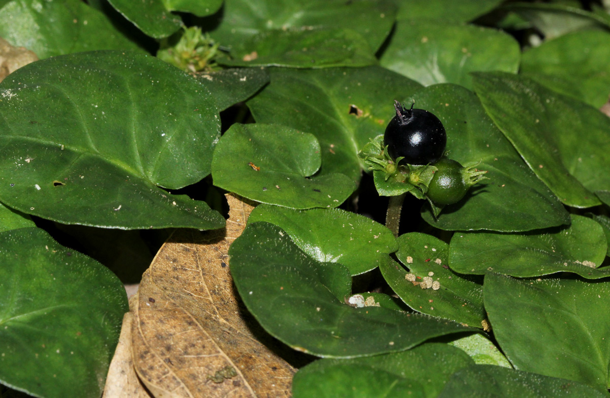 Geophila obvallata subsp. ioides
