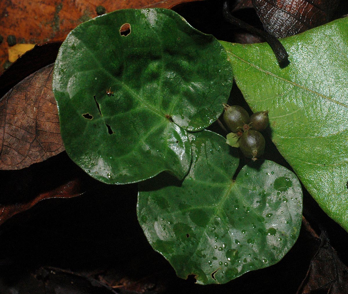 Geophila obvallata subsp. ioides