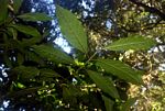 Lasianthus kilimandscharicus subsp. kilimandscharicus