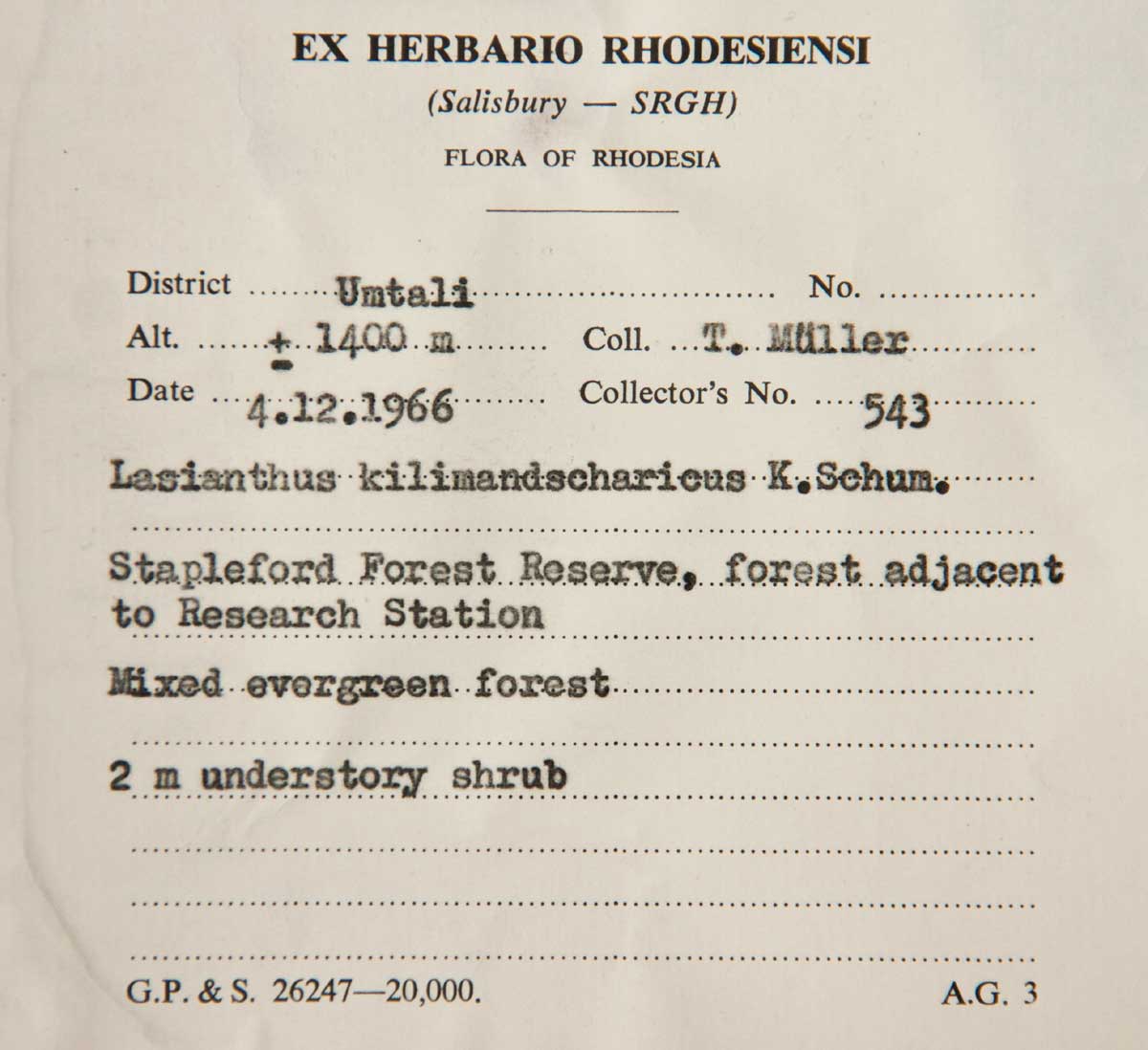 Lasianthus kilimandscharicus subsp. kilimandscharicus