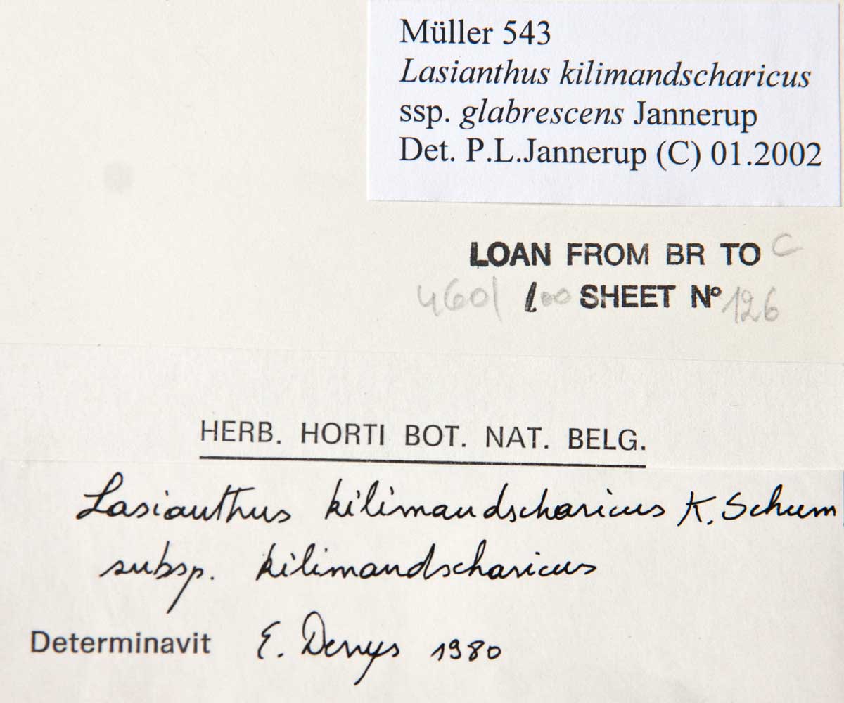 Lasianthus kilimandscharicus subsp. kilimandscharicus