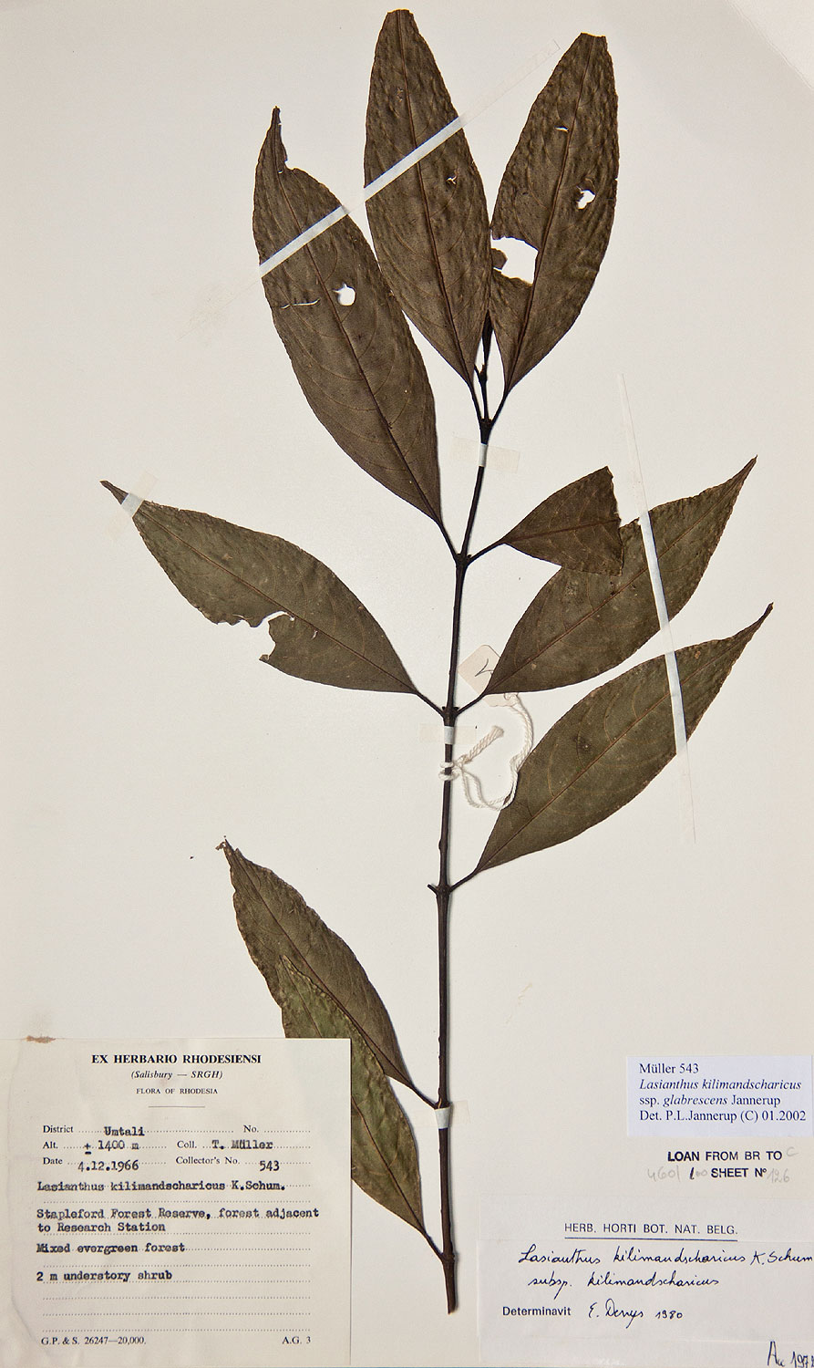 Lasianthus kilimandscharicus subsp. kilimandscharicus