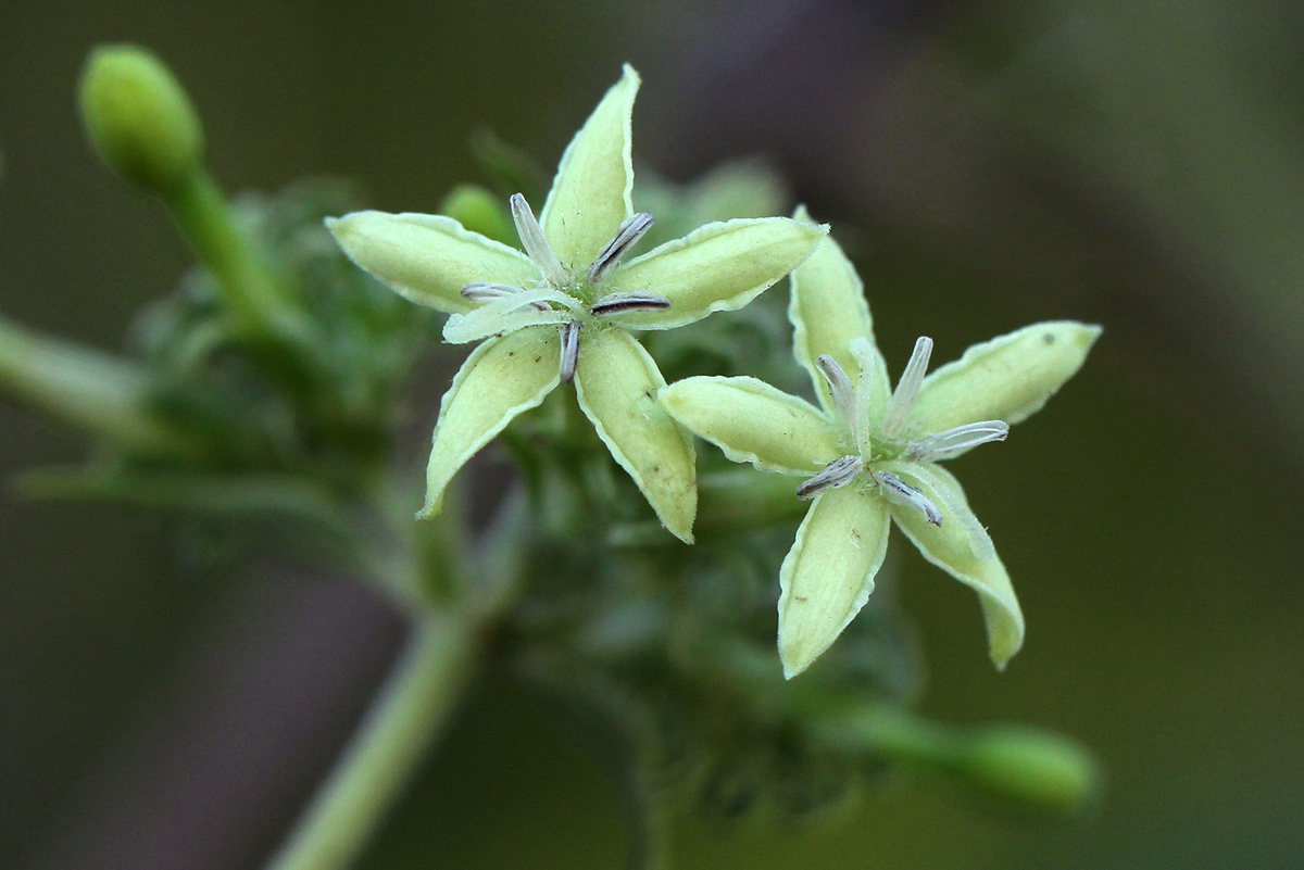 Paederia bojeriana subsp. foetens
