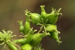 Paederia bojeriana subsp. foetens