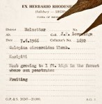 Galopina circaeoides