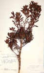Anthospermum ammannioides