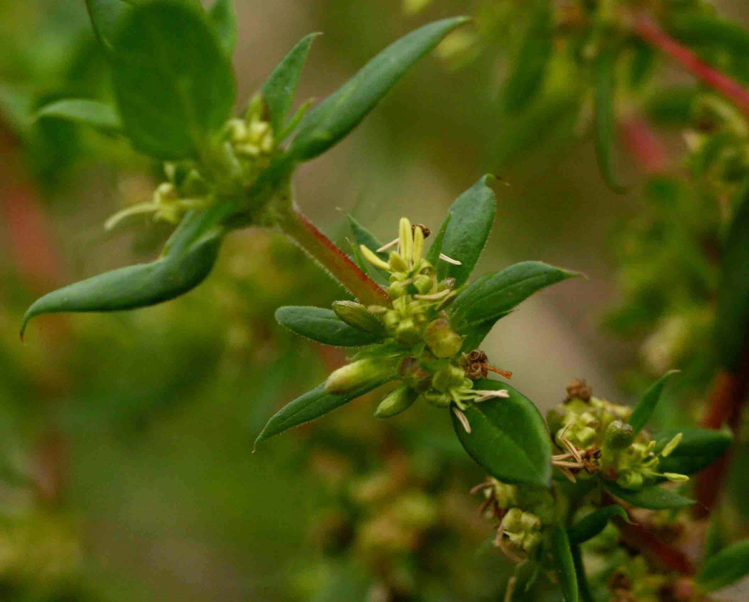 Anthospermum herbaceum