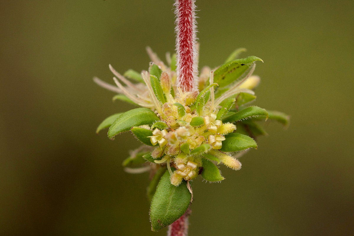 Anthospermum herbaceum