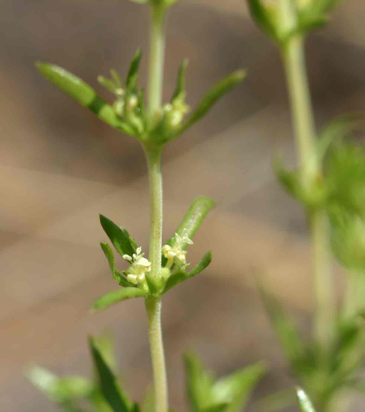 Anthospermum rigidum subsp. pumilum