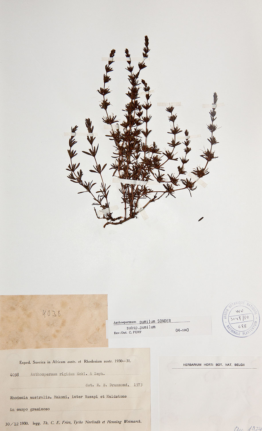 Anthospermum rigidum subsp. pumilum