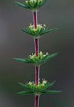 Anthospermum ternatum subsp. randii