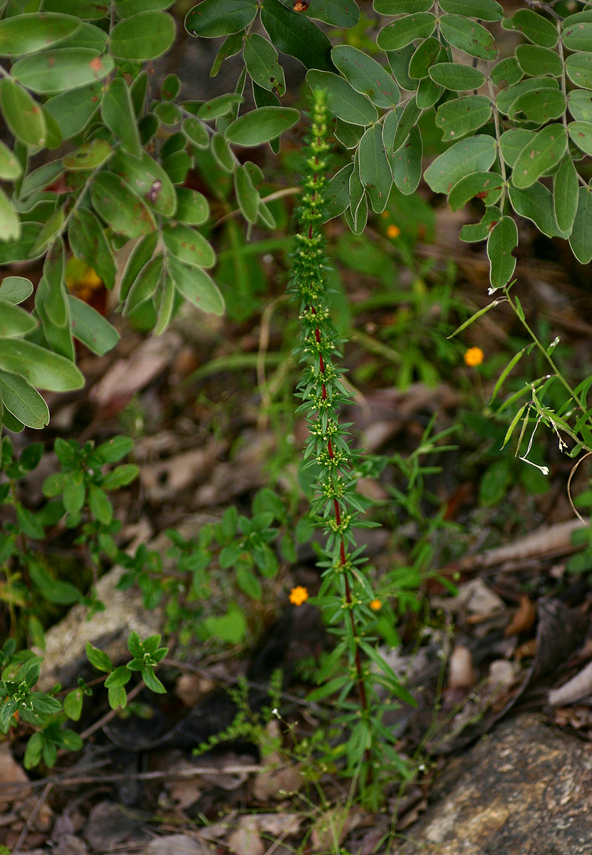 Anthospermum ternatum subsp. randii