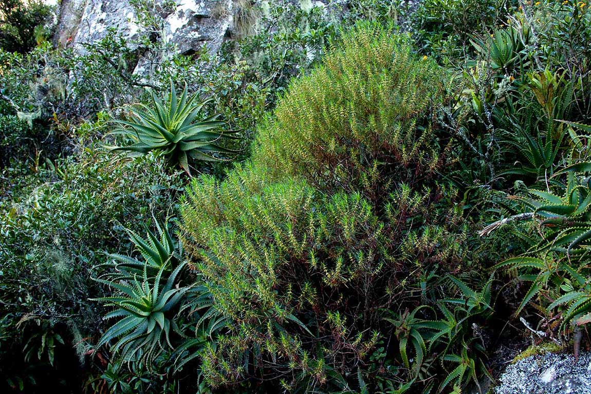Anthospermum vallicola