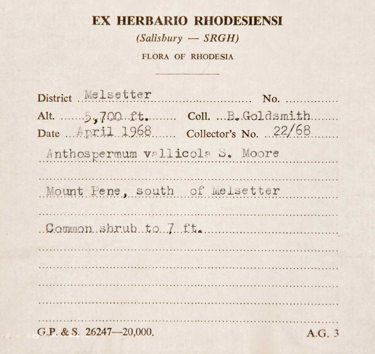 Anthospermum vallicola Anthospermum vallicola