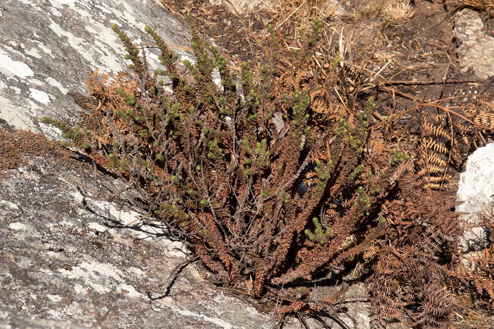 Anthospermum whyteanum