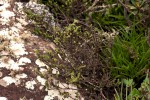 Anthospermum whyteanum