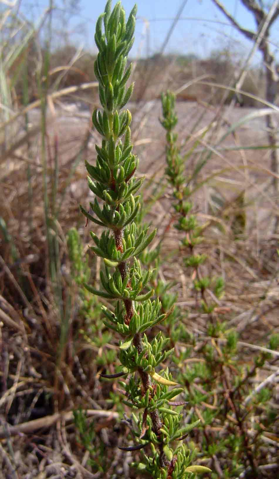 Anthospermum zimbabwense