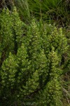 Anthospermum zimbabwense