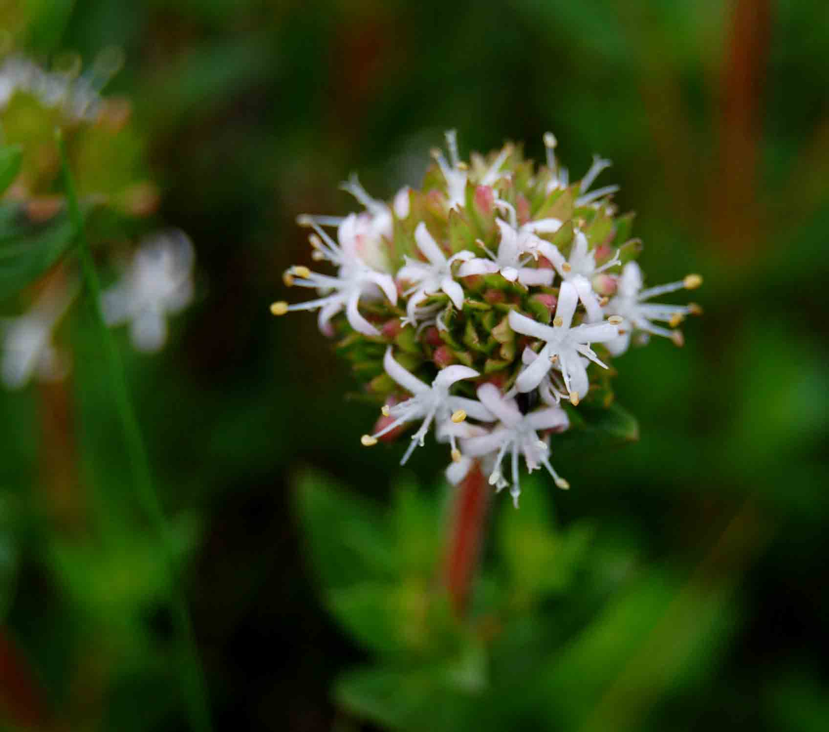 Otiophora inyangana subsp. inyangana