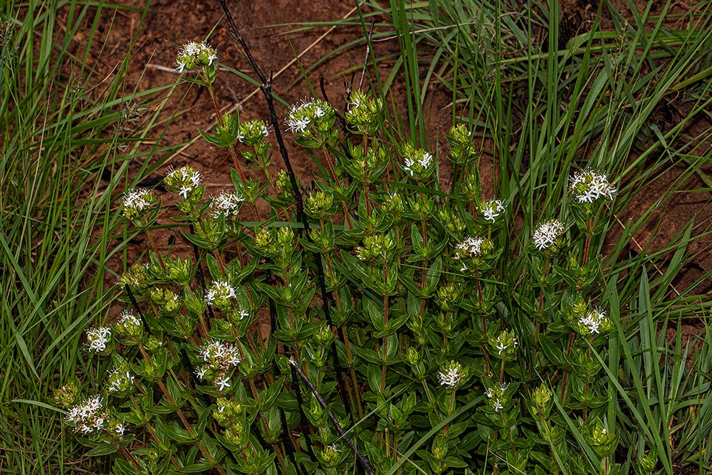 Otiophora inyangana subsp. inyangana