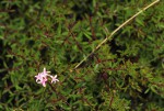 Otiophora inyangana subsp. parvifolia