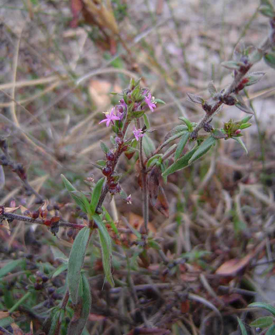 Otiophora scabra subsp. scabra