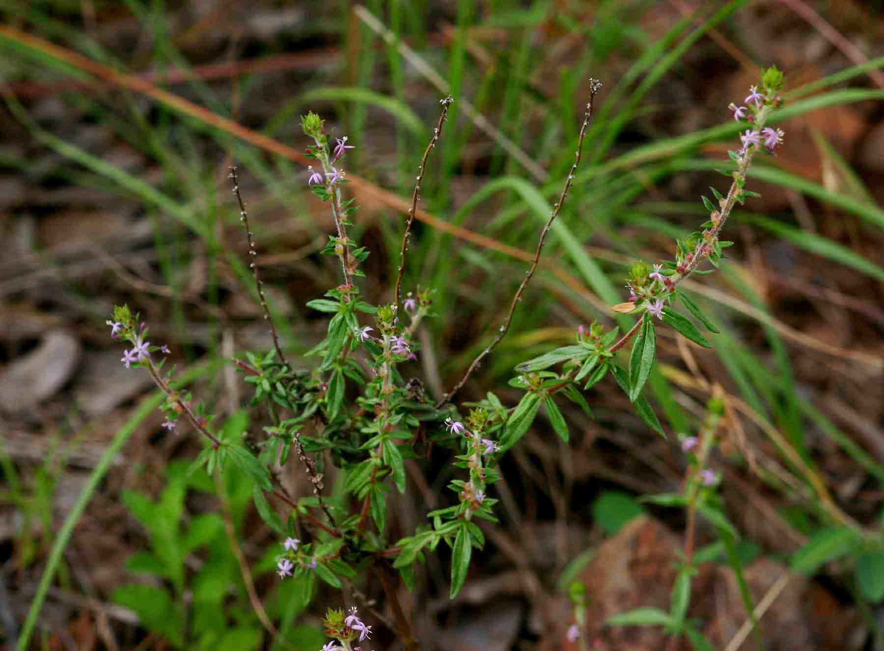 Otiophora scabra subsp. scabra