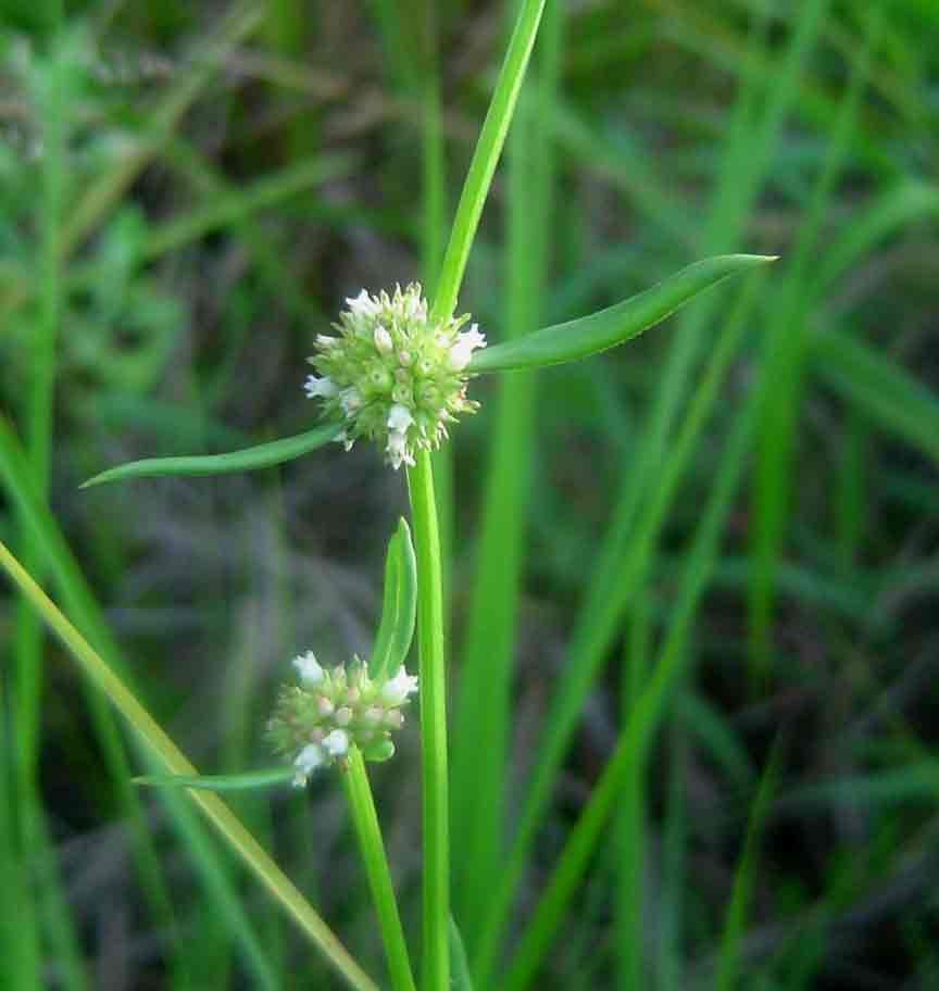 Spermacoce natalensis