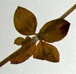 Galium thunbergianum var. hirsutum