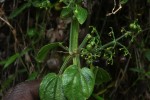Rubia cordifolia subsp. conotricha