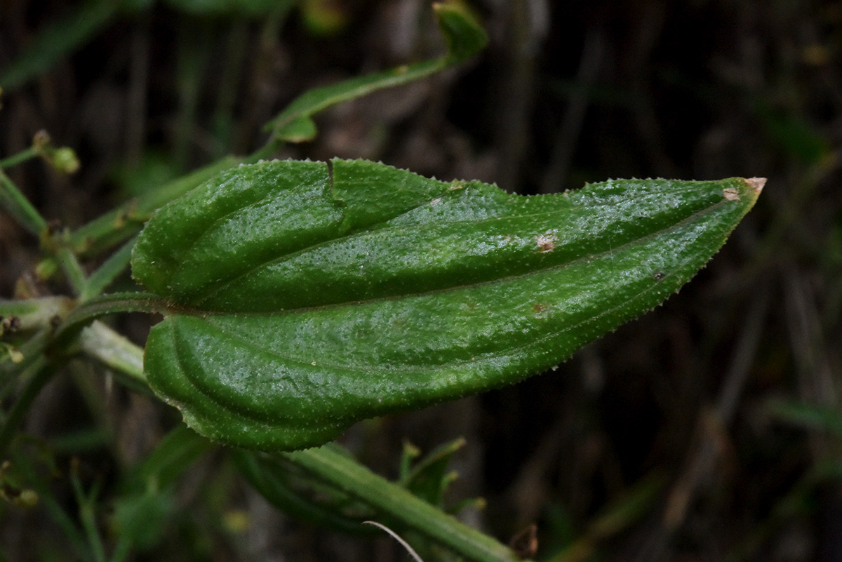 Rubia cordifolia subsp. conotricha